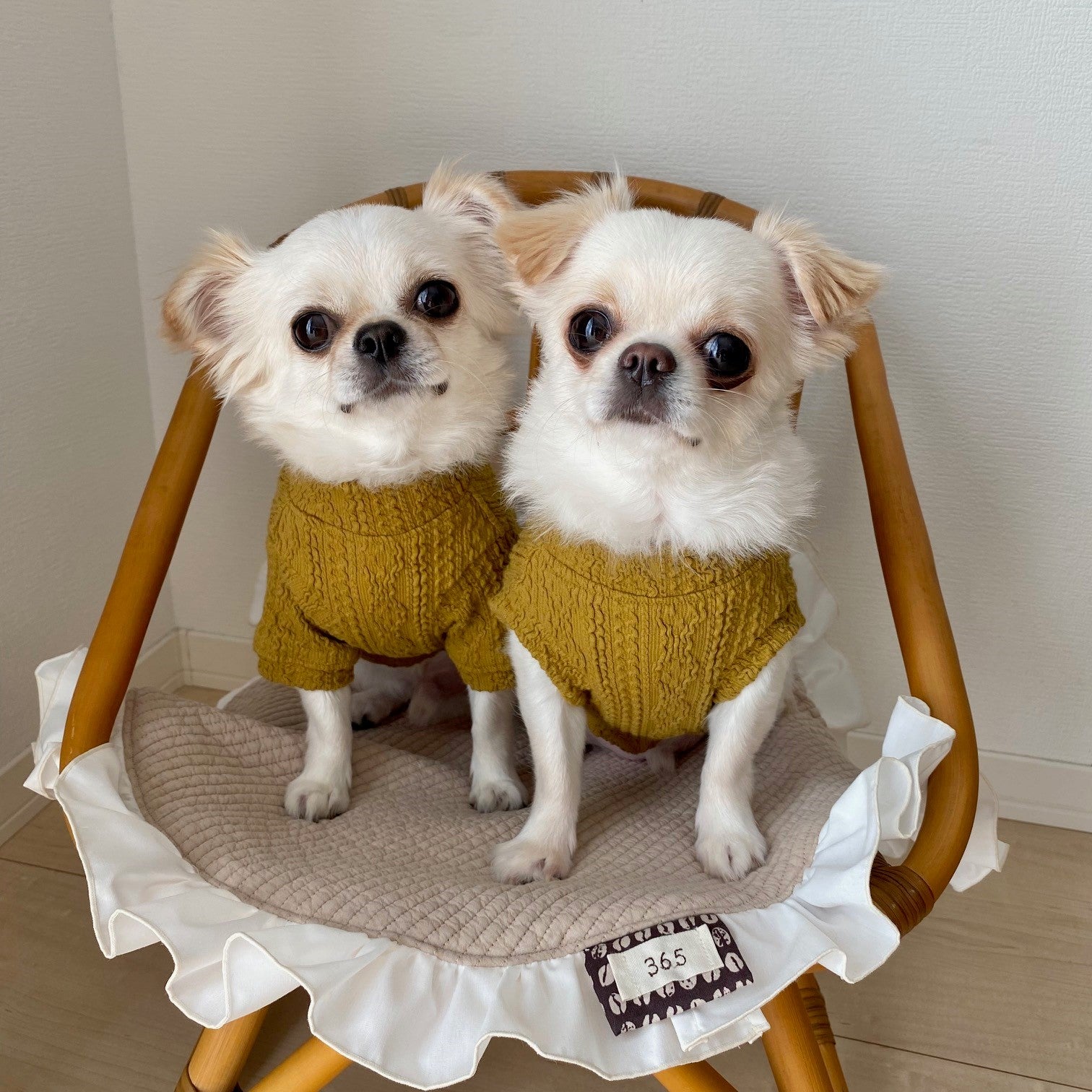 犬服 ニット アランニット セーター ベスト 秋冬 | 365with.