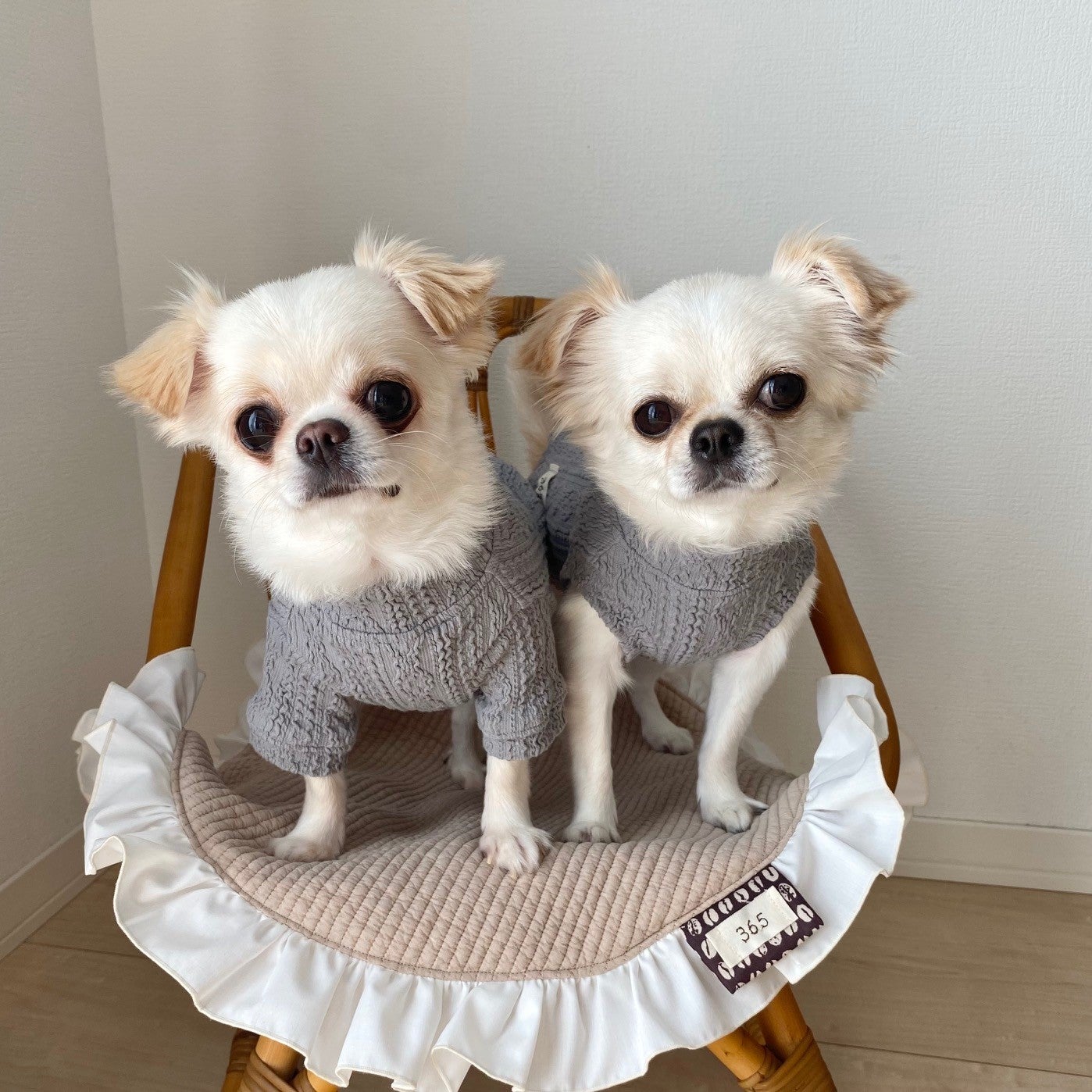 犬服 アランニット セーター ベスト 秋冬 | 365with.