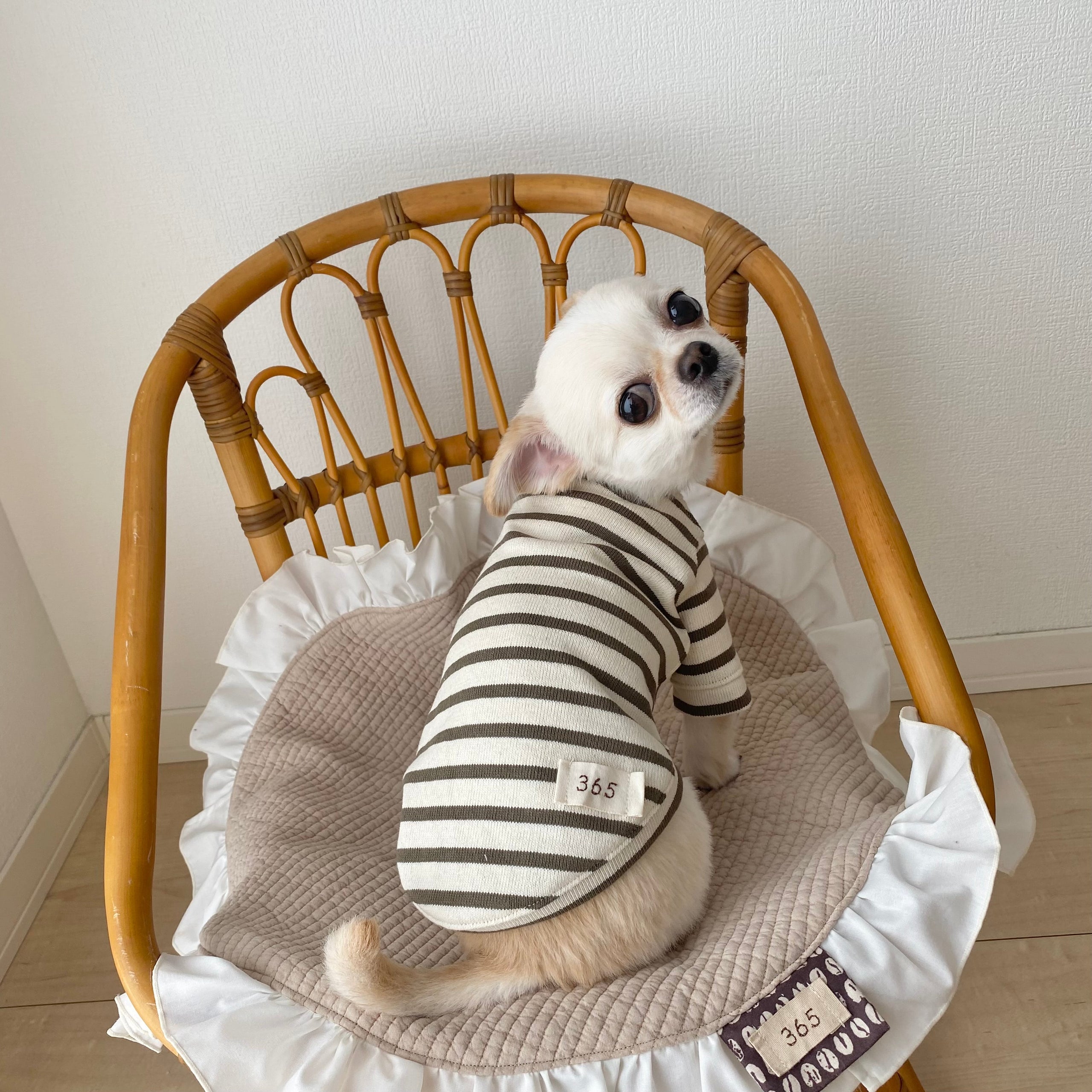 犬服 SS わんこの普段着　フルーツカシェ　ボーダー 犬服 SS わんこの普段着フルーツカシェボーダー